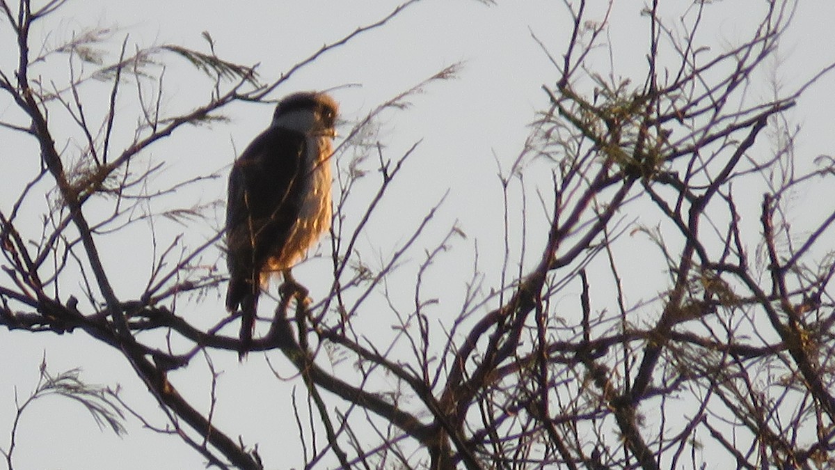 Laughing Falcon - Edgar Romeo