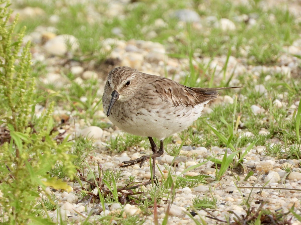 White-rumped Sandpiper - ML609473316