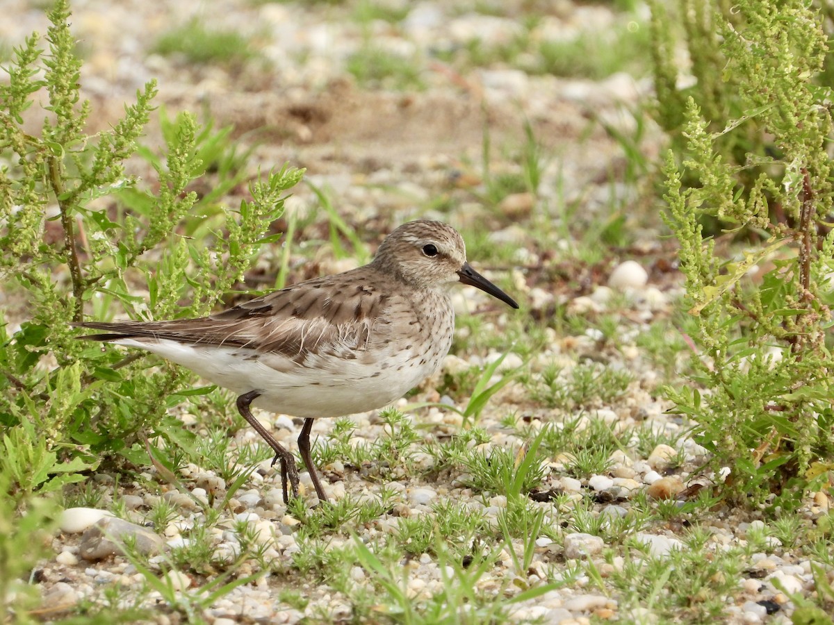 White-rumped Sandpiper - ML609473317