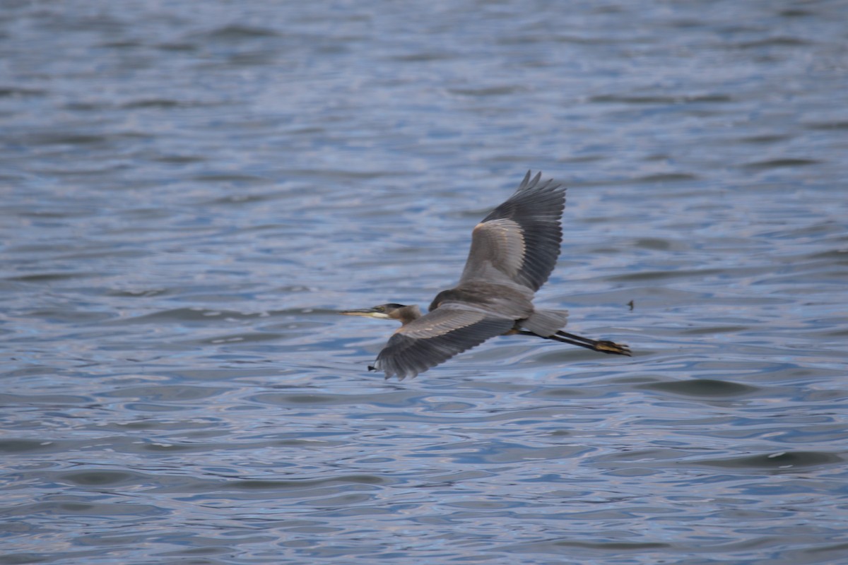 Great Blue Heron - ML609473369