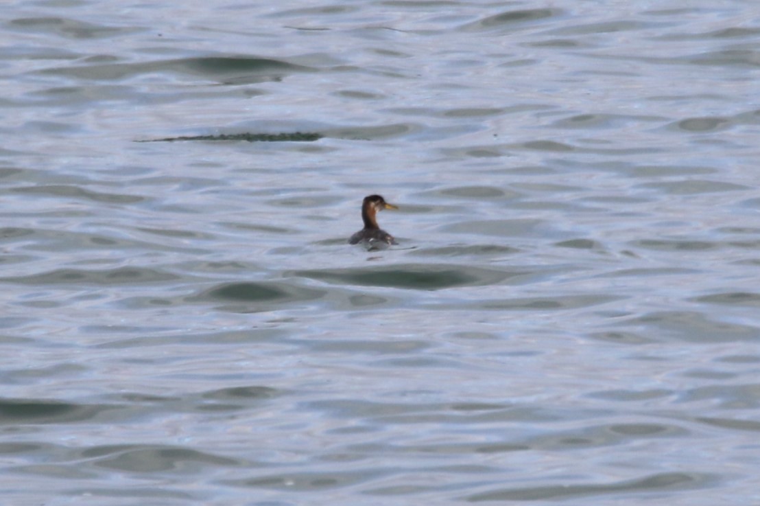 Red-necked Grebe - Steve Stump