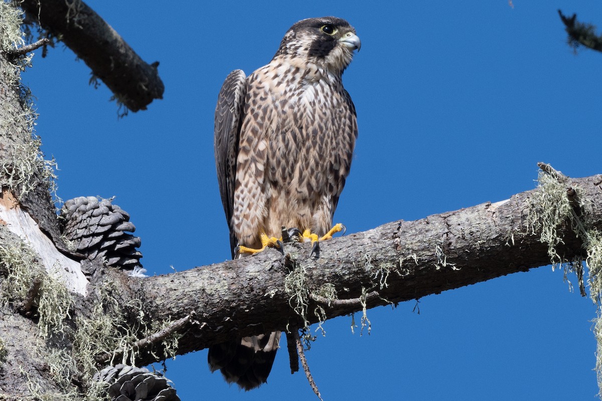 Peregrine Falcon - Tom Hambleton