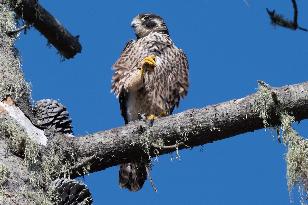 Halcón Peregrino - ML609473429