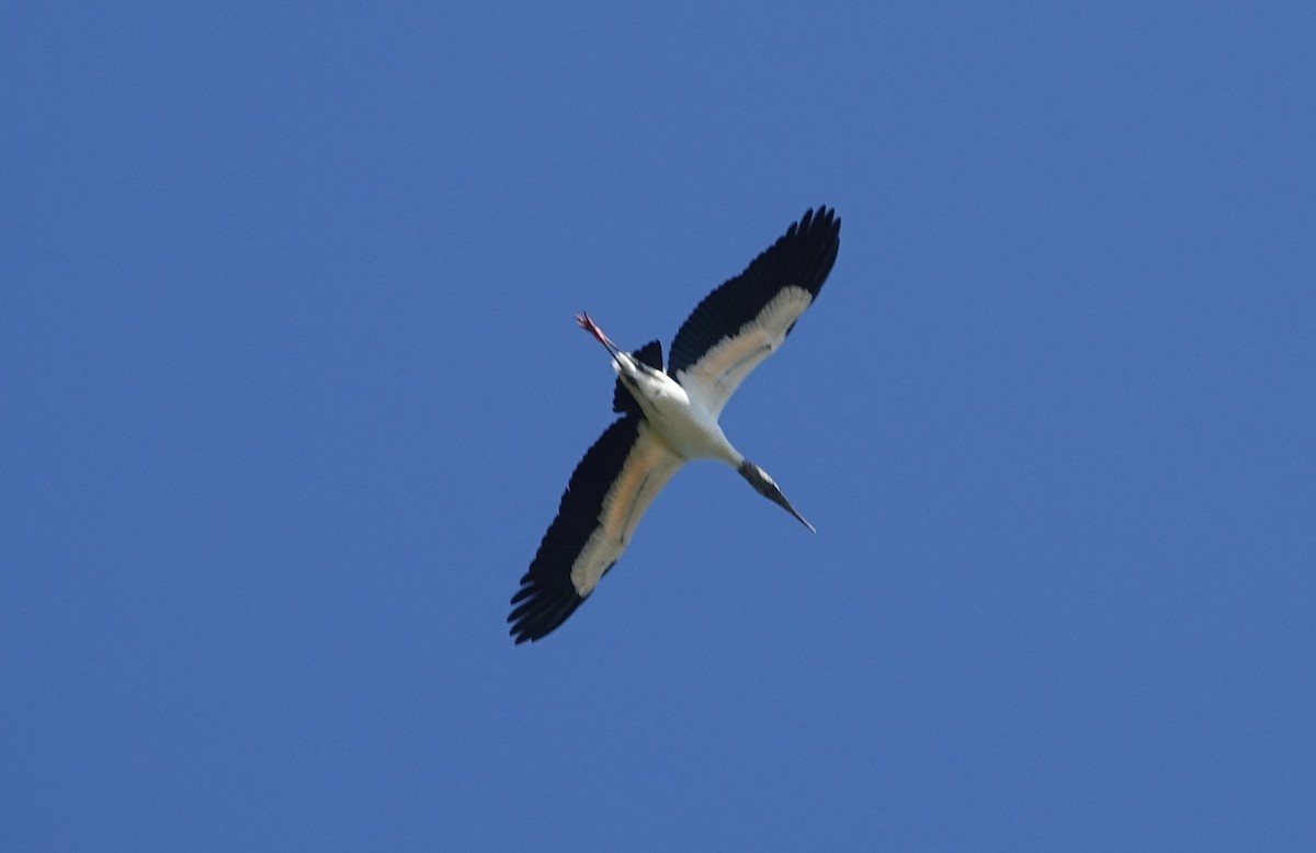 Maguari Stork - ML609473439