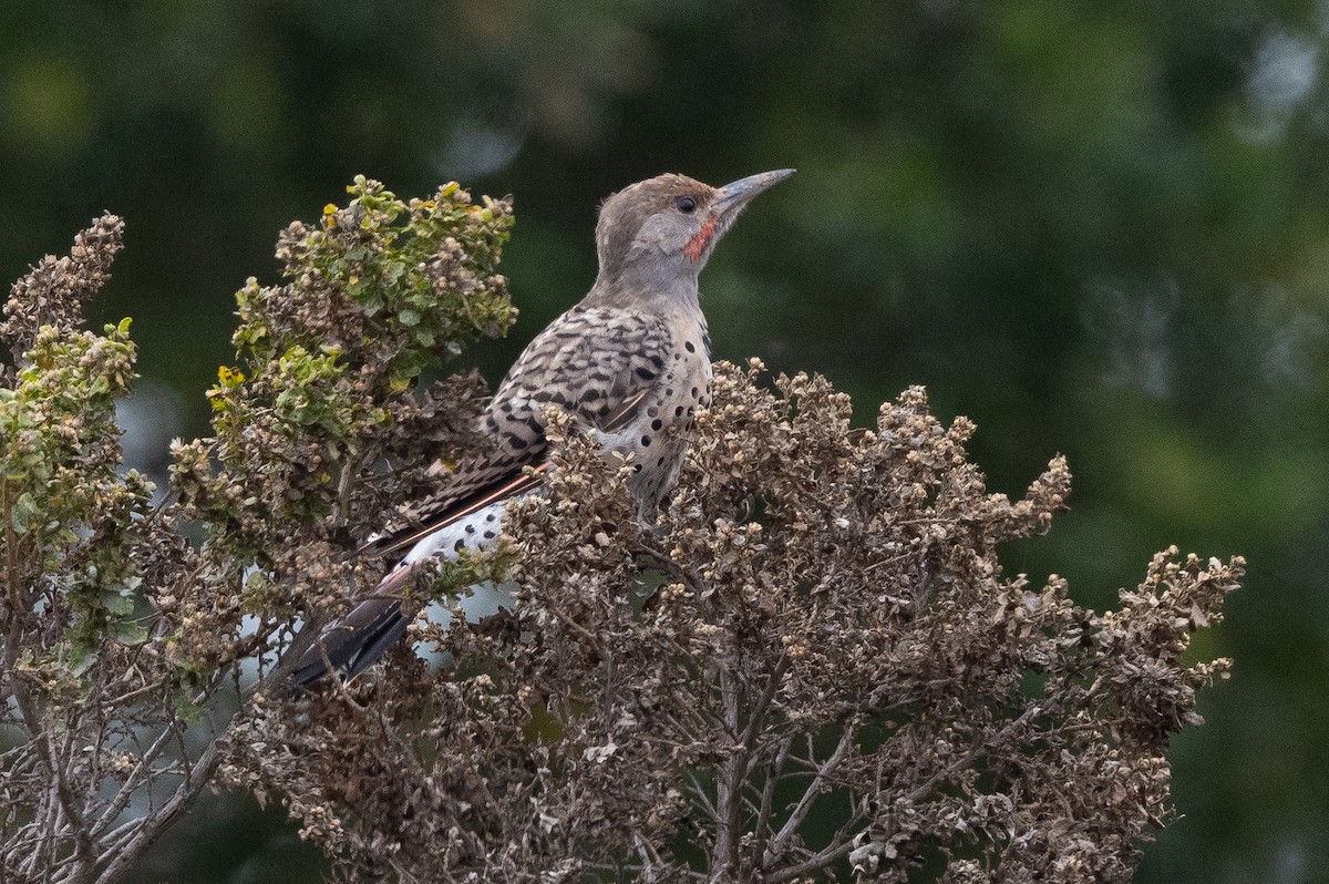 Northern Flicker - Tom Hambleton