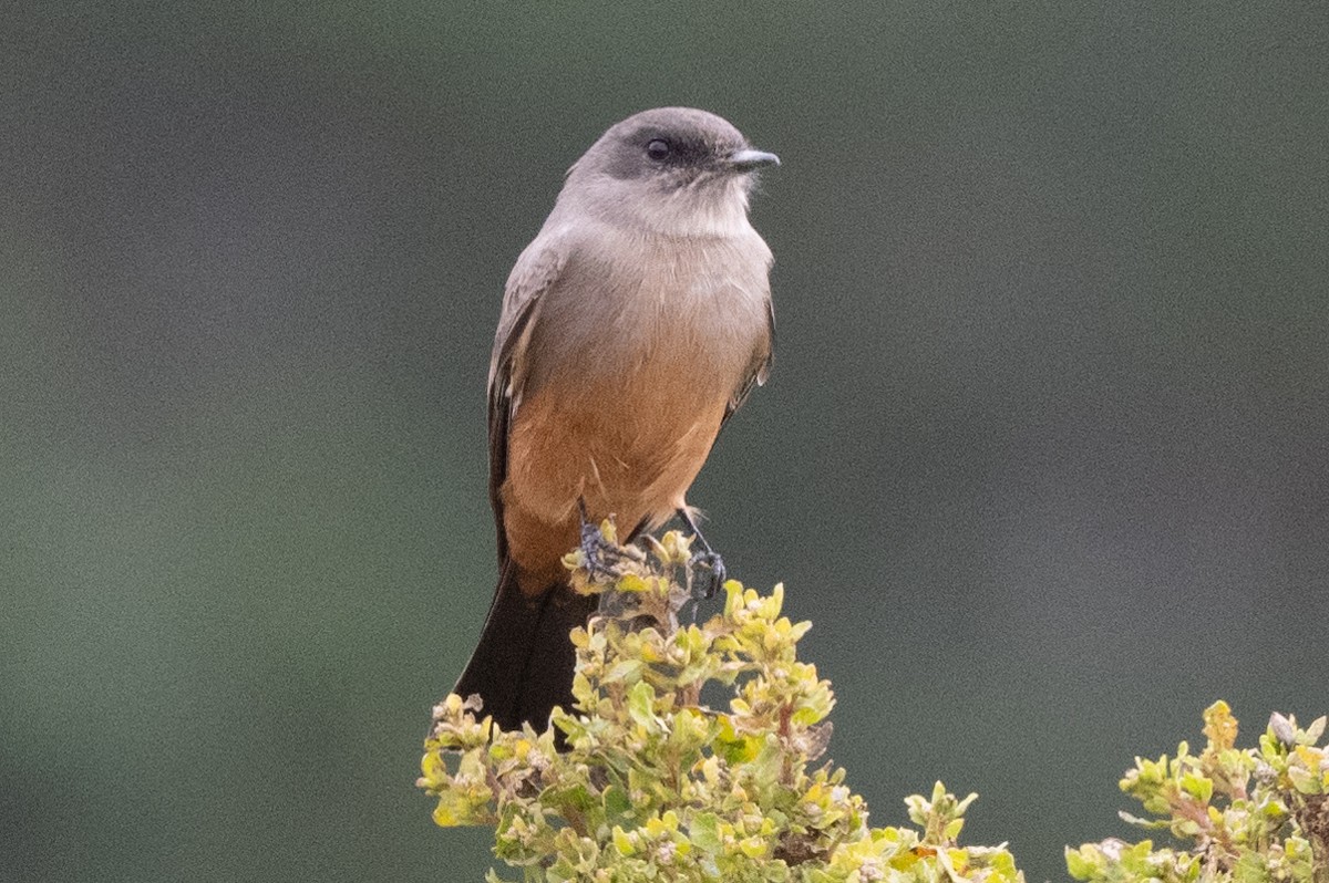 Say's Phoebe - ML609473458