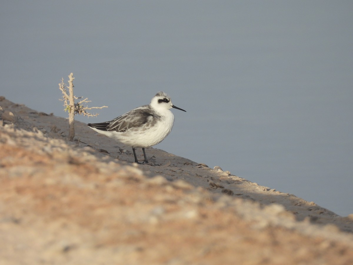 Red-necked Phalarope - ML609473566