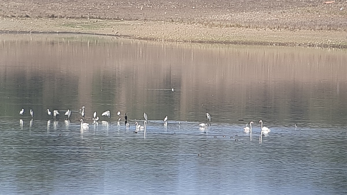 Greater Flamingo - ML609473759