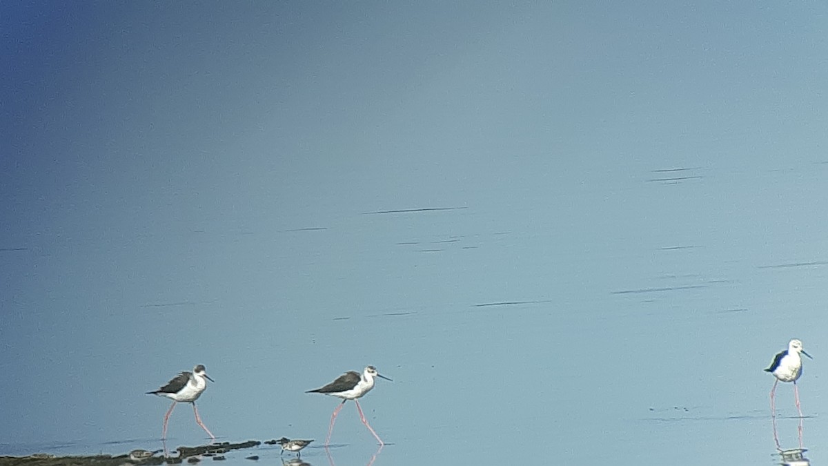 Black-winged Stilt - ML609473797