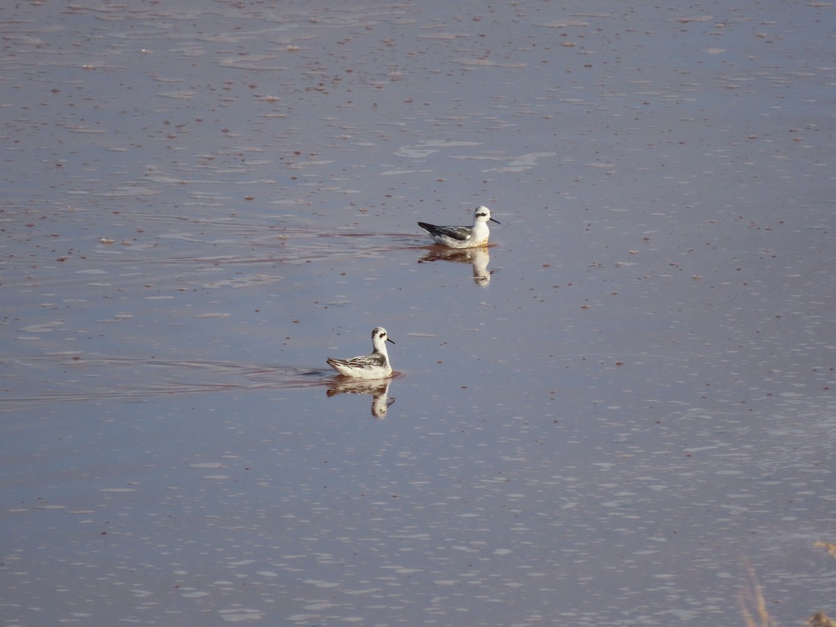 Red-necked Phalarope - Anne (Webster) Leight