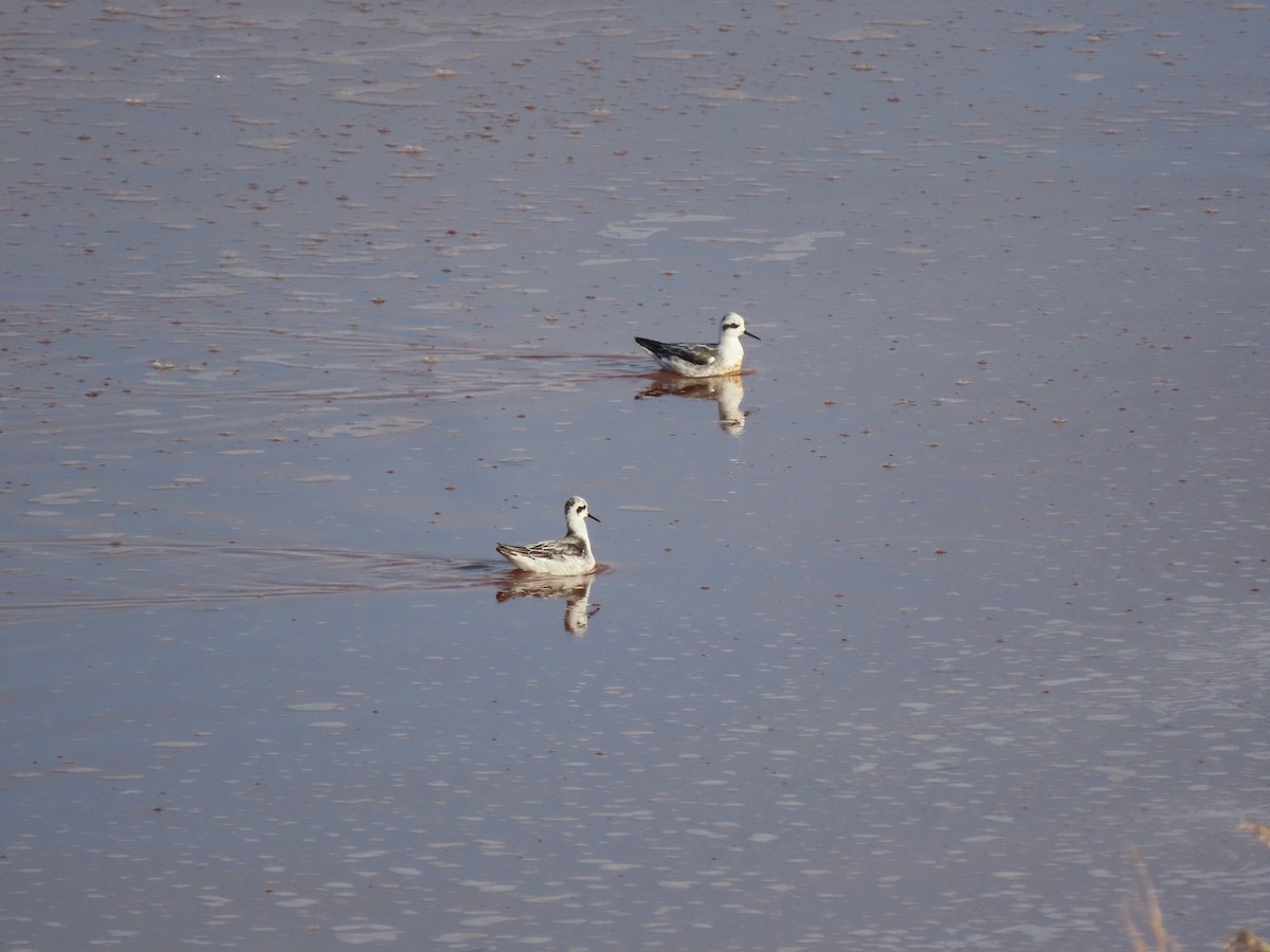 Red-necked Phalarope - ML609473822