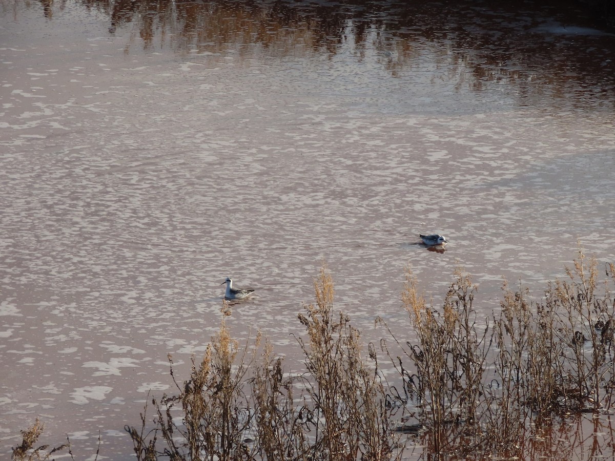 Red-necked Phalarope - ML609473823