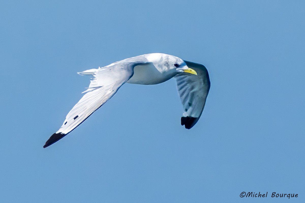 Gaviota Tridáctila - ML609473859