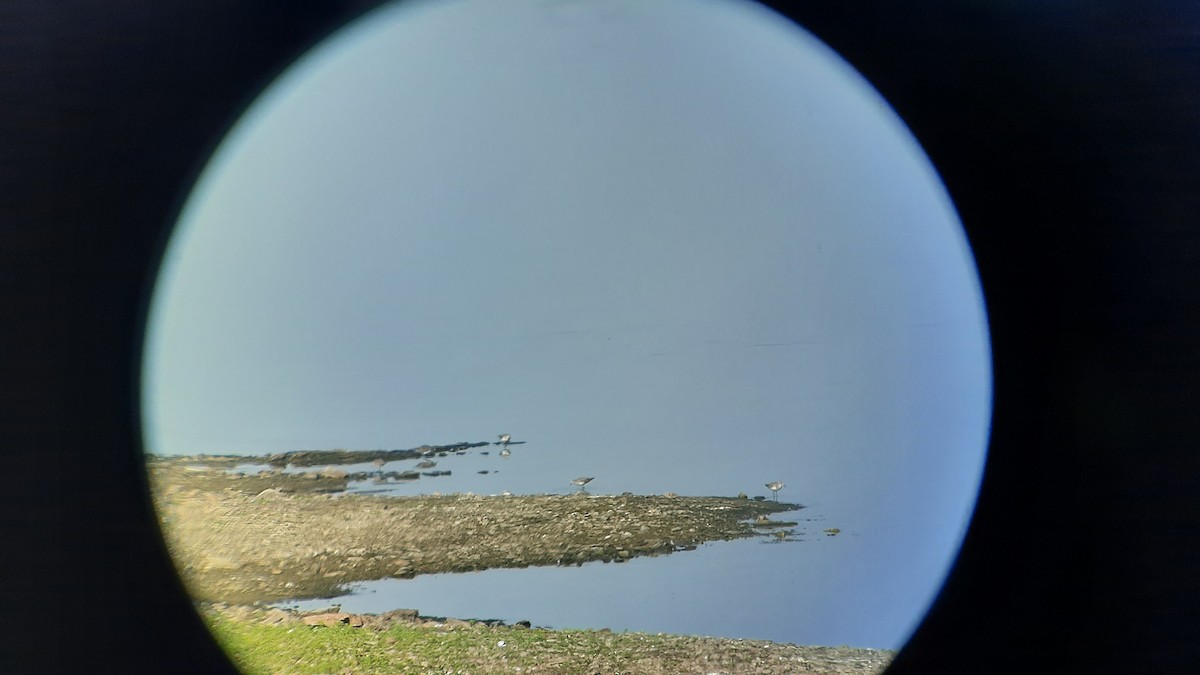 Little Stint - ML609473891