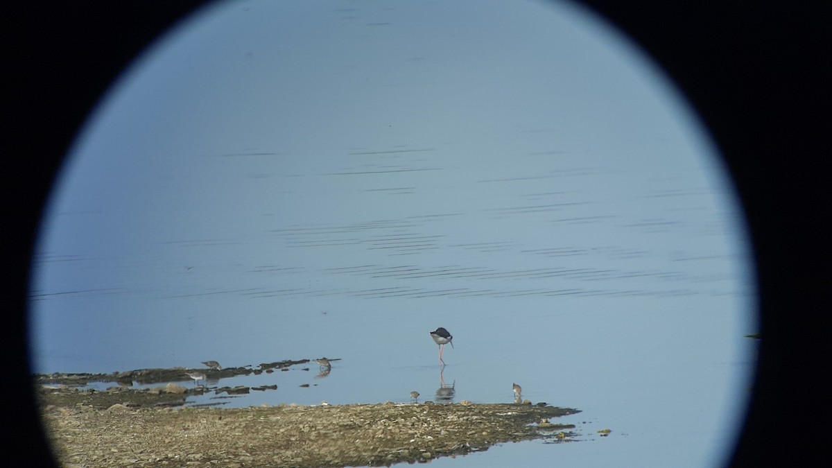 Little Stint - ML609473892