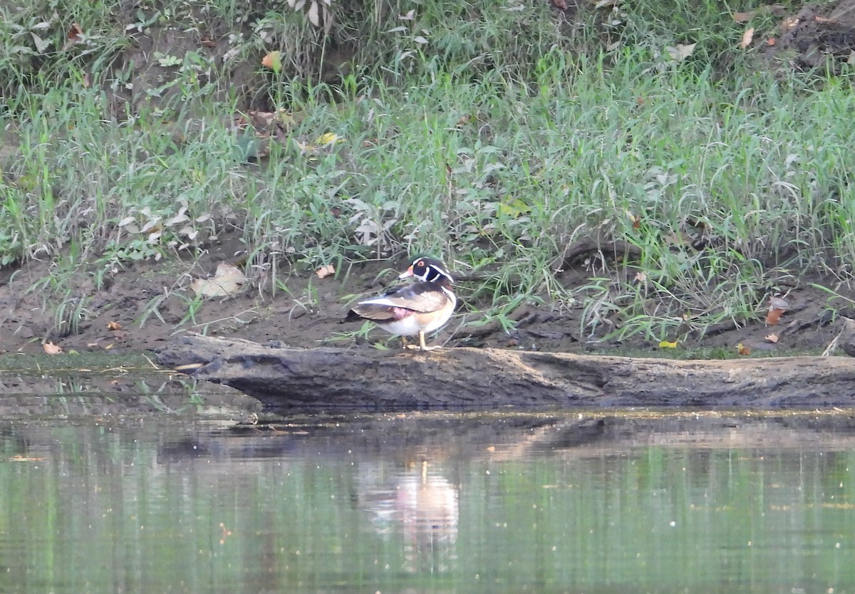 Wood Duck - ML609474186