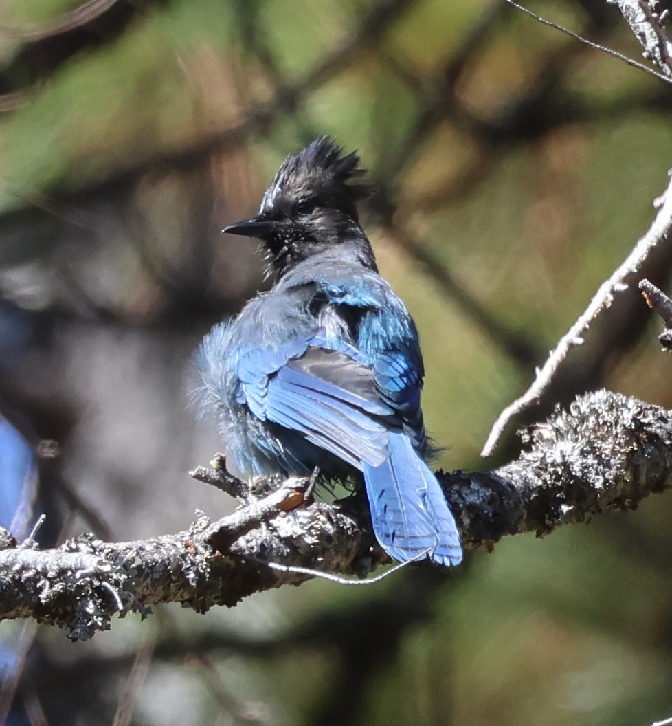 Steller's Jay - ML609474191