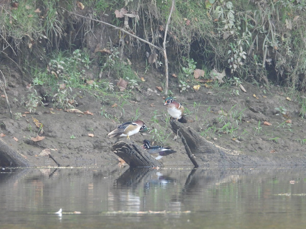 Wood Duck - ML609474206