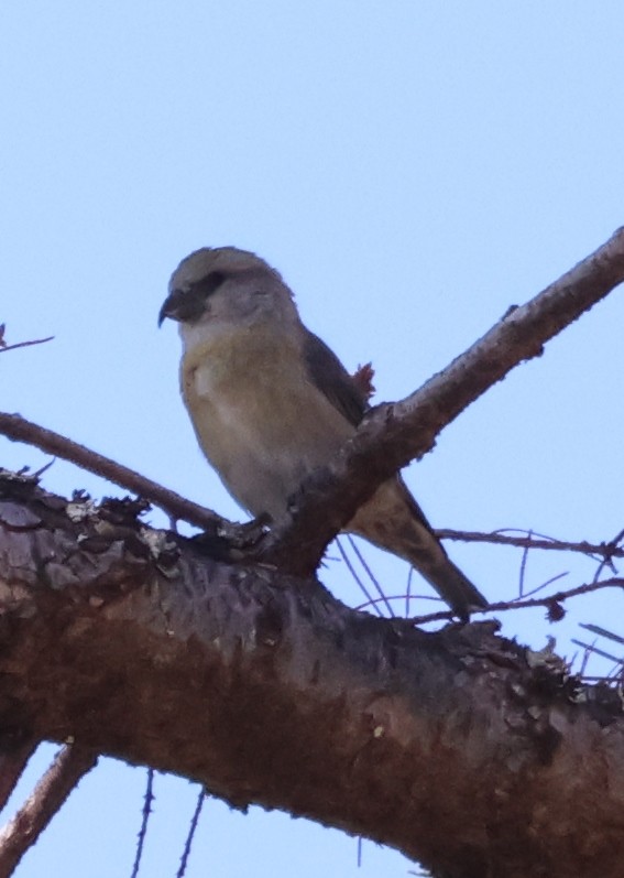 Red Crossbill - ML609474226