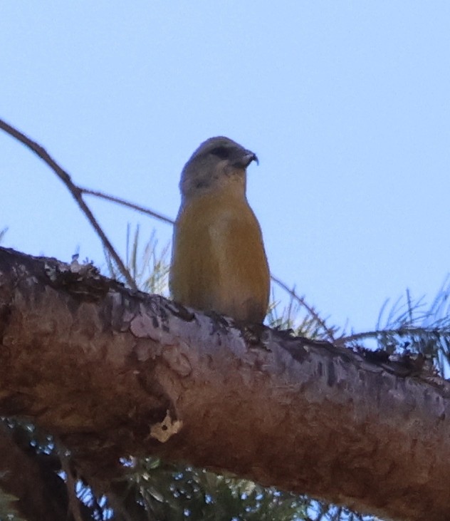 Red Crossbill - ML609474227