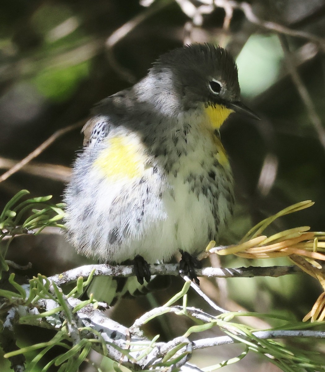 Yellow-rumped Warbler (Audubon's) - ML609474241