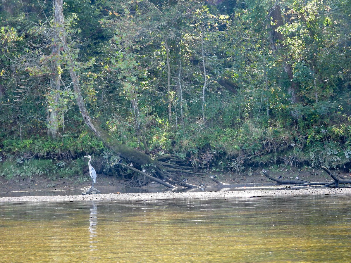 Great Blue Heron - ML609474242