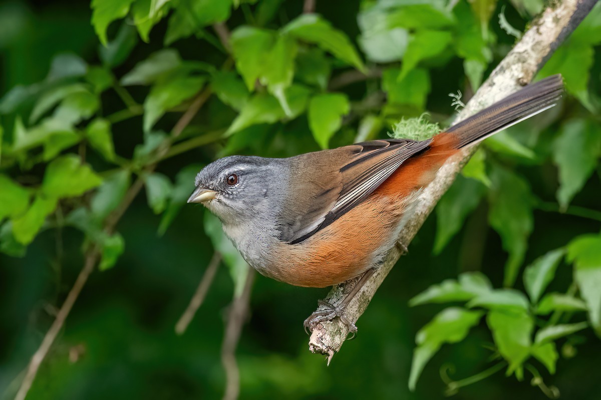 Gray-throated Warbling Finch - ML609474343