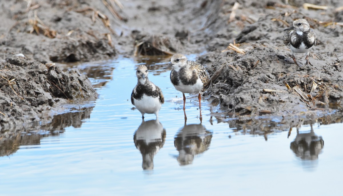 Ruddy Turnstone - Marcos Ponce