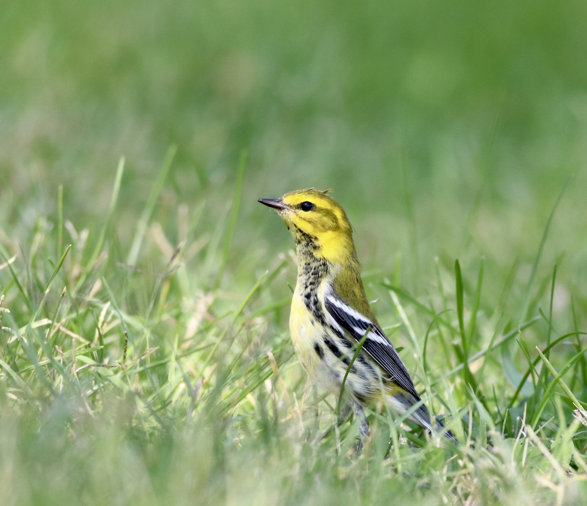 Black-throated Green Warbler - Brent Bomkamp