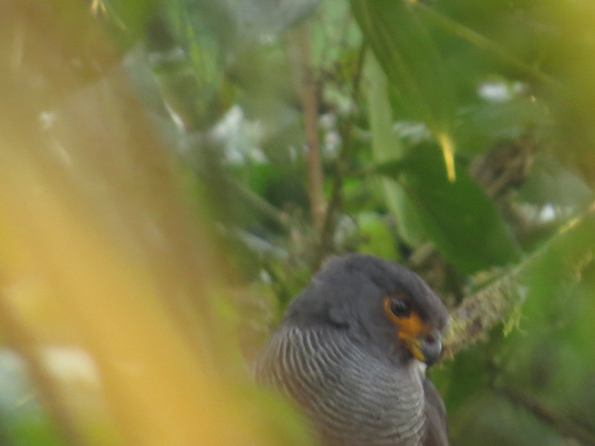 Barred Forest-Falcon - ML609474476