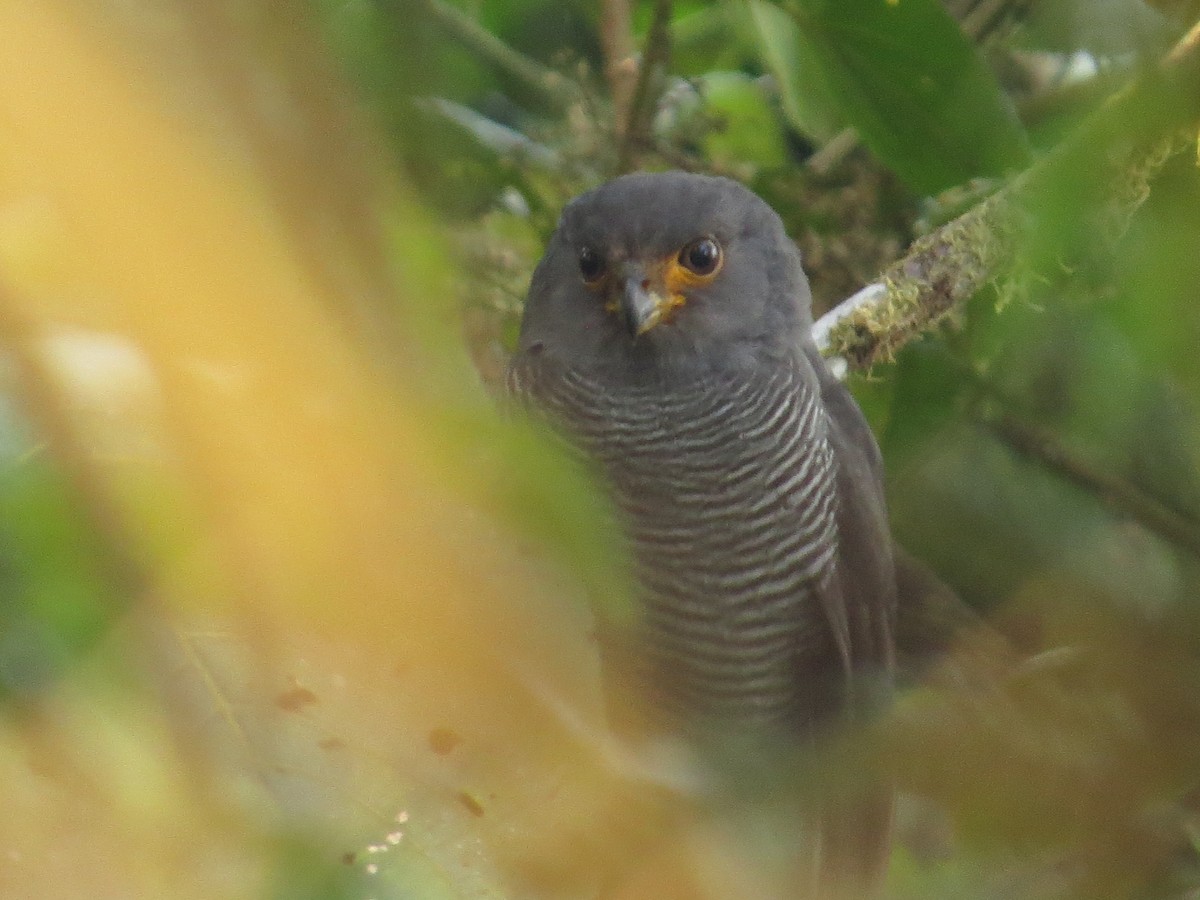 Barred Forest-Falcon - ML609474477