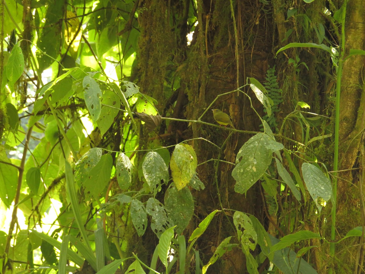 Golden-winged Manakin - ML609474488