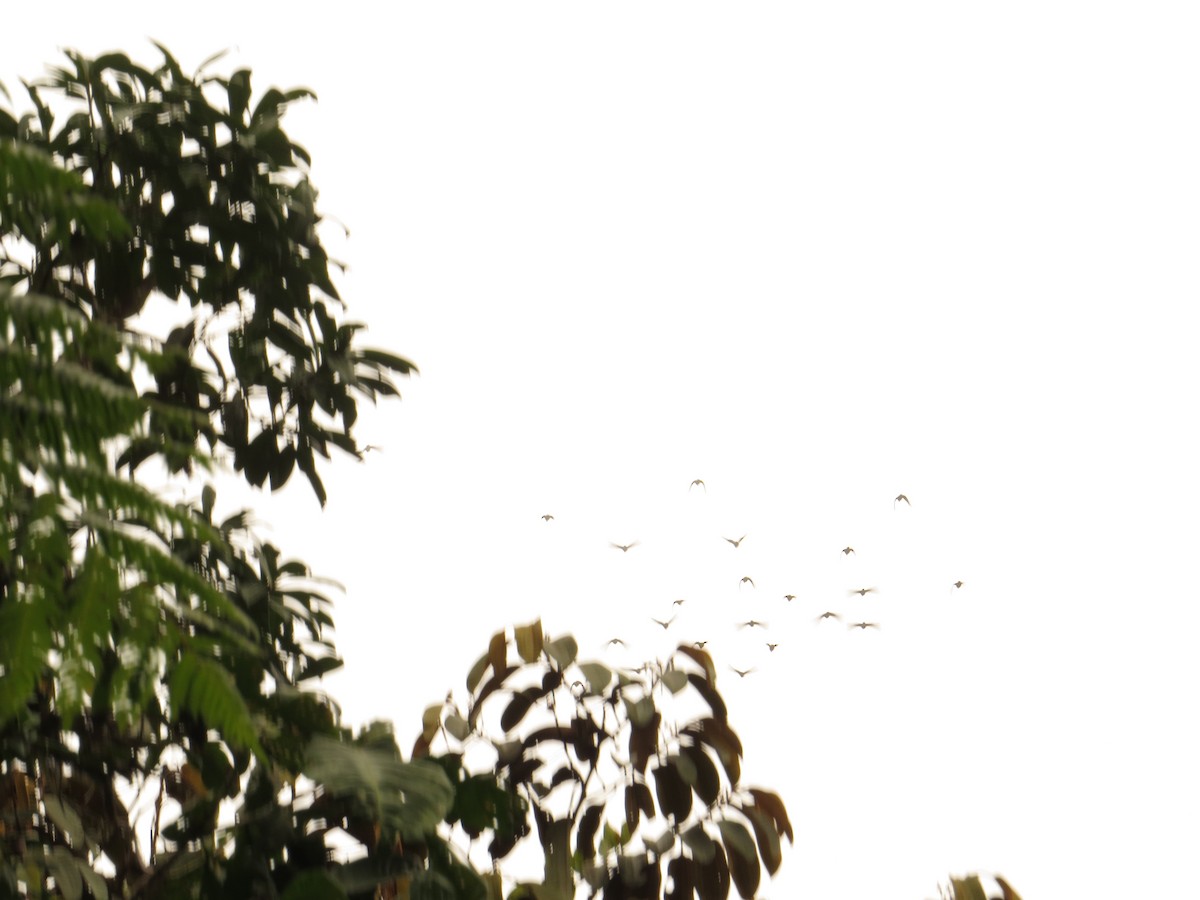 Red-billed Parrot - ML609474562