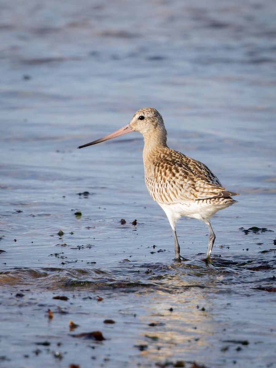 Kıyı Çamurçulluğu - ML609474567