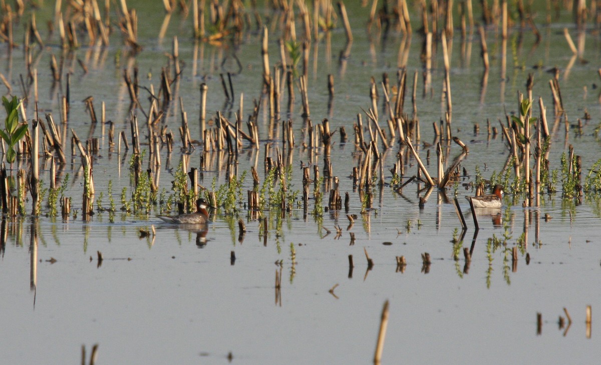 Red-necked Phalarope - ML609474586