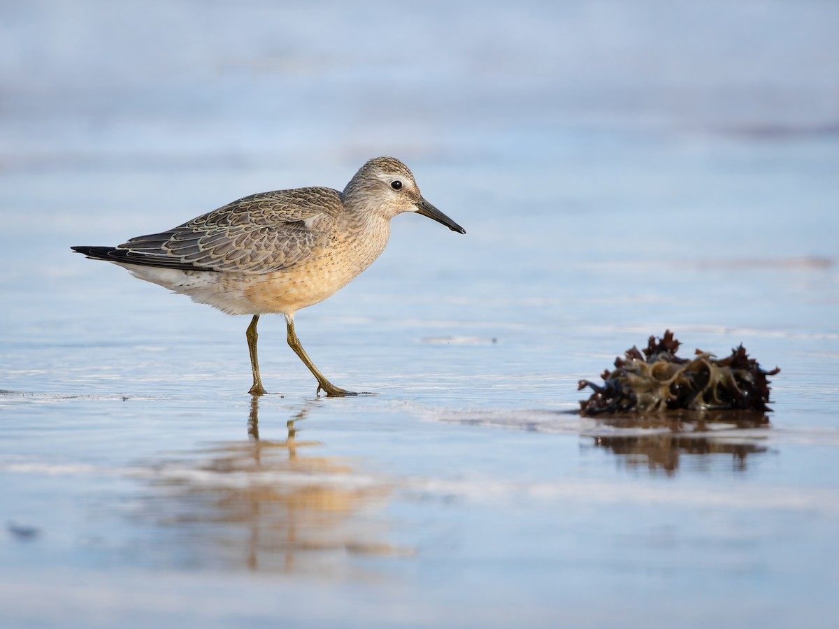 Red Knot - ML609474597