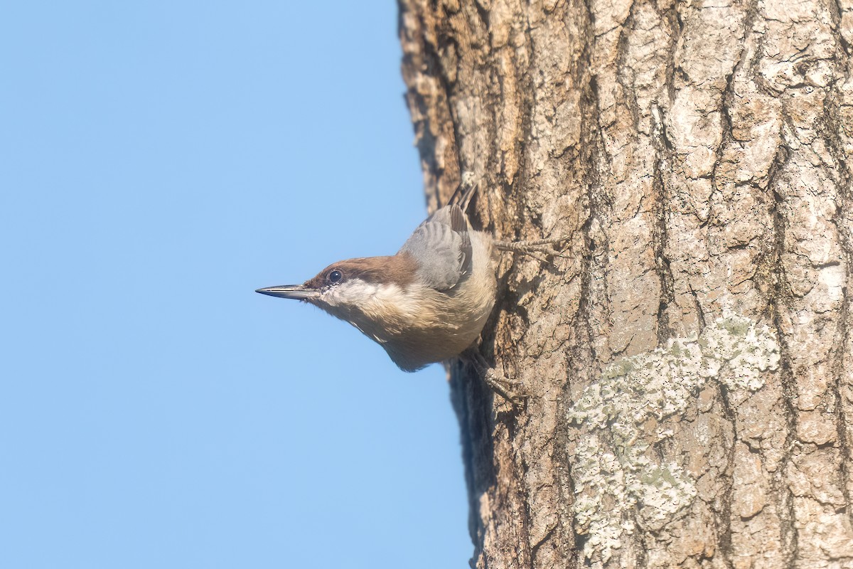 Brown-headed Nuthatch - ML609474598