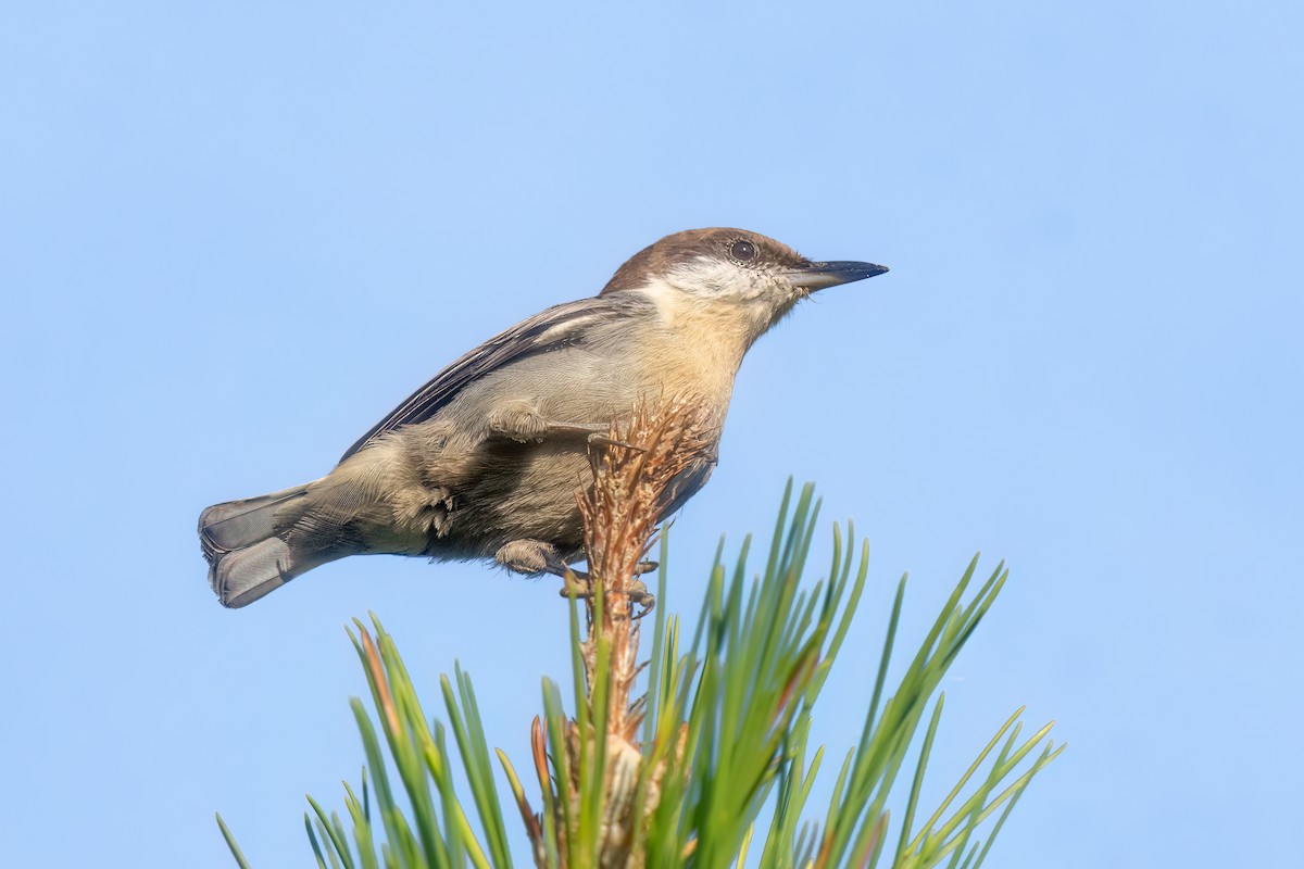Brown-headed Nuthatch - ML609474599