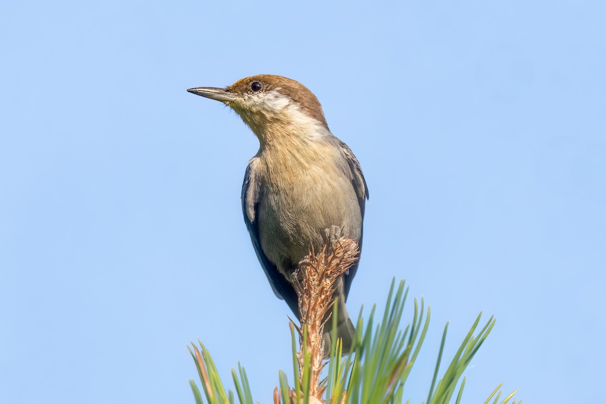 Brown-headed Nuthatch - ML609474600