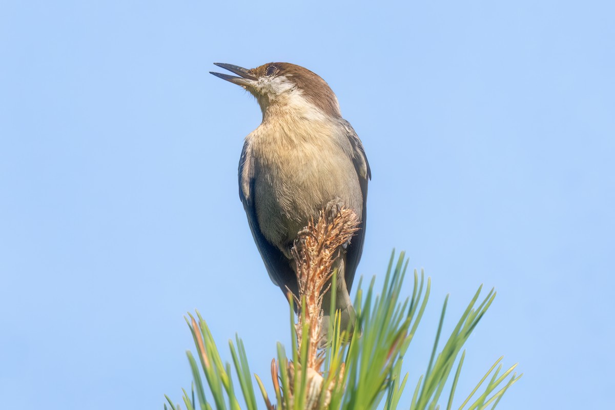 Brown-headed Nuthatch - ML609474601