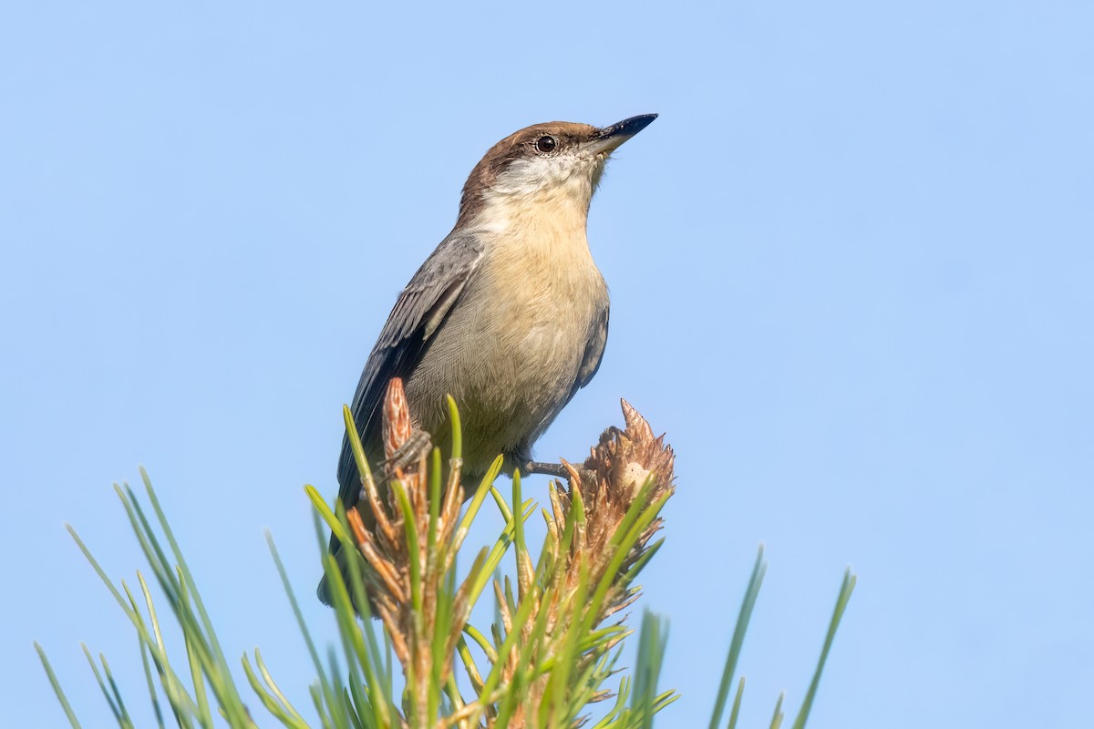 Brown-headed Nuthatch - ML609474602