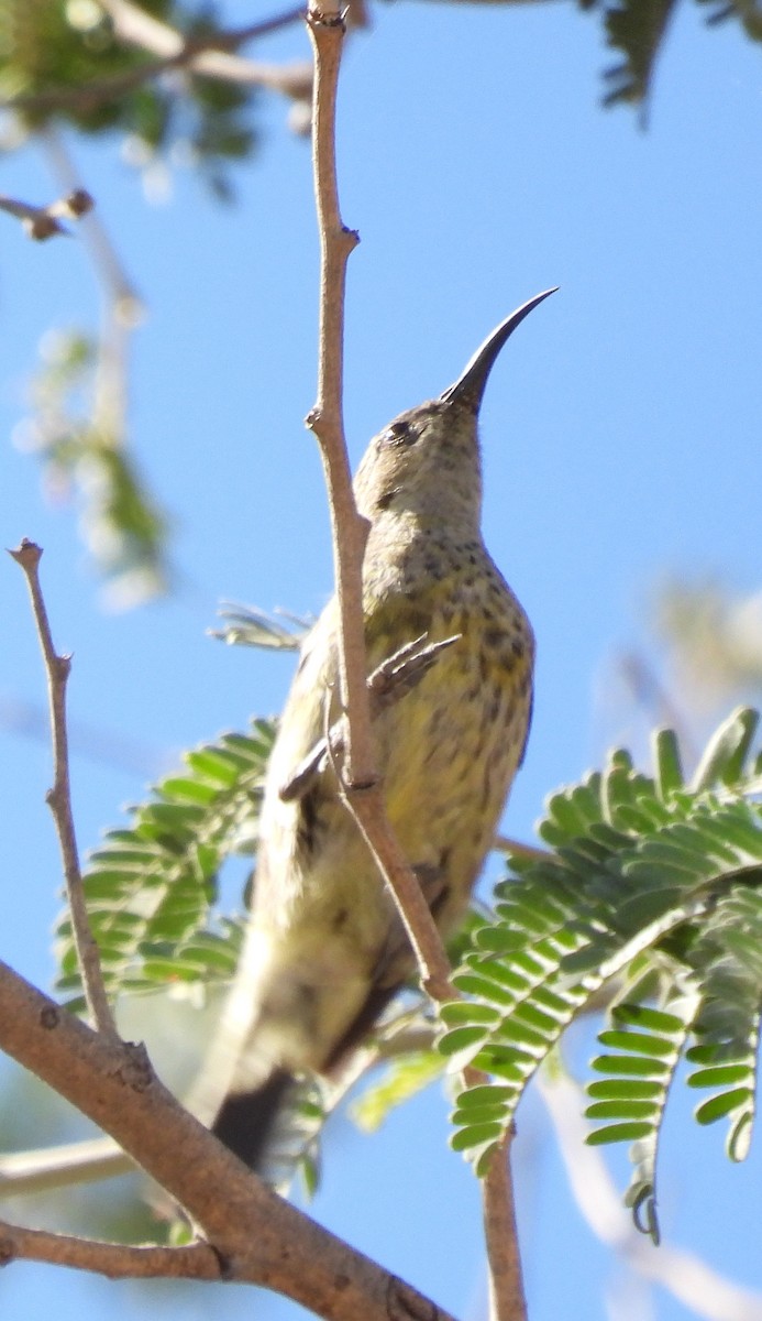 Bindennektarvogel - ML609474615