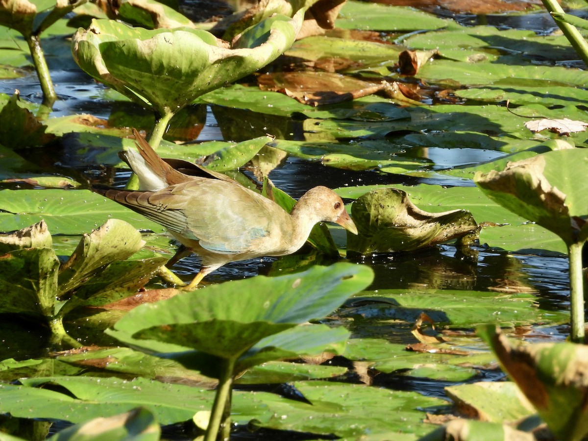 Purple Gallinule - ML609474622