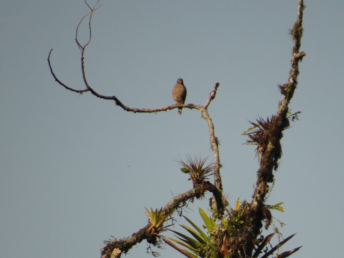 Roadside Hawk - ML609474623