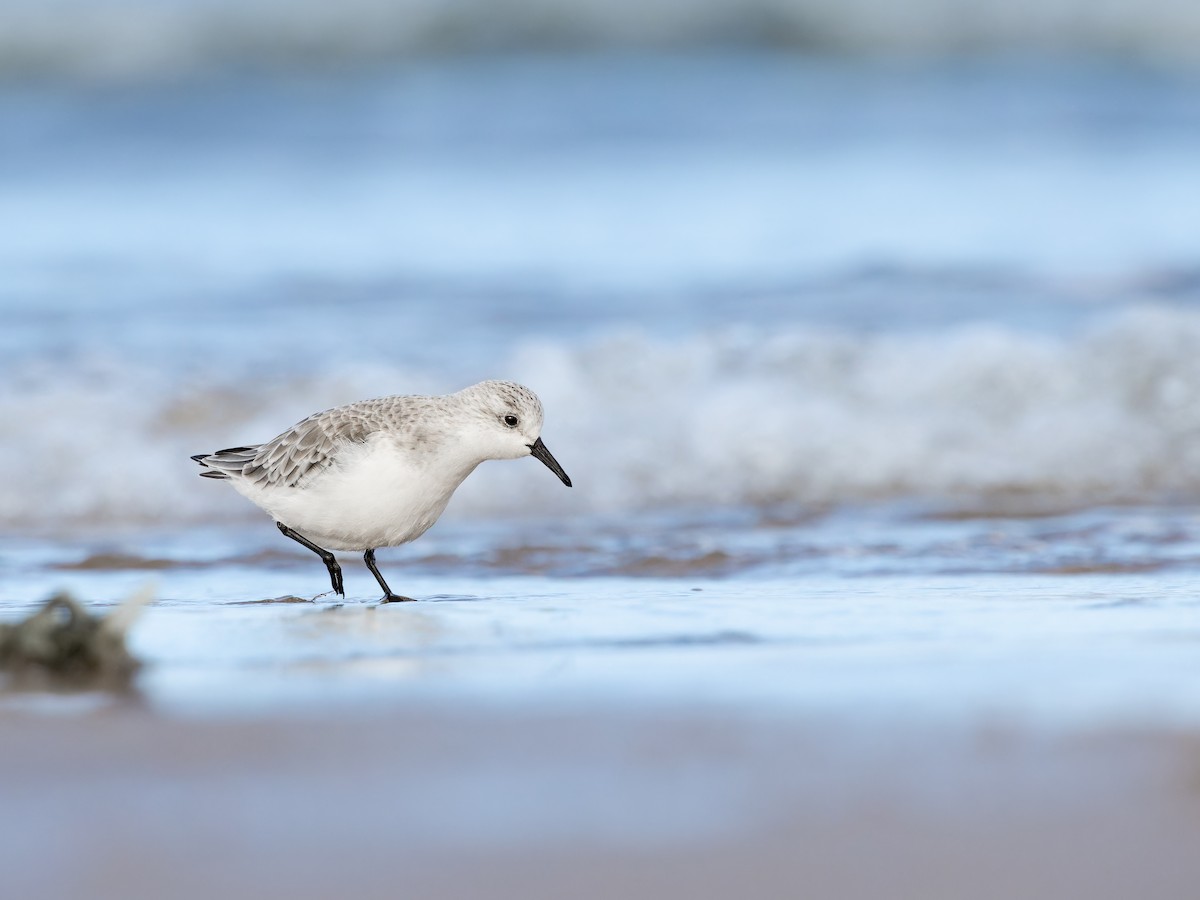 Ak Kumkuşu - ML609474625