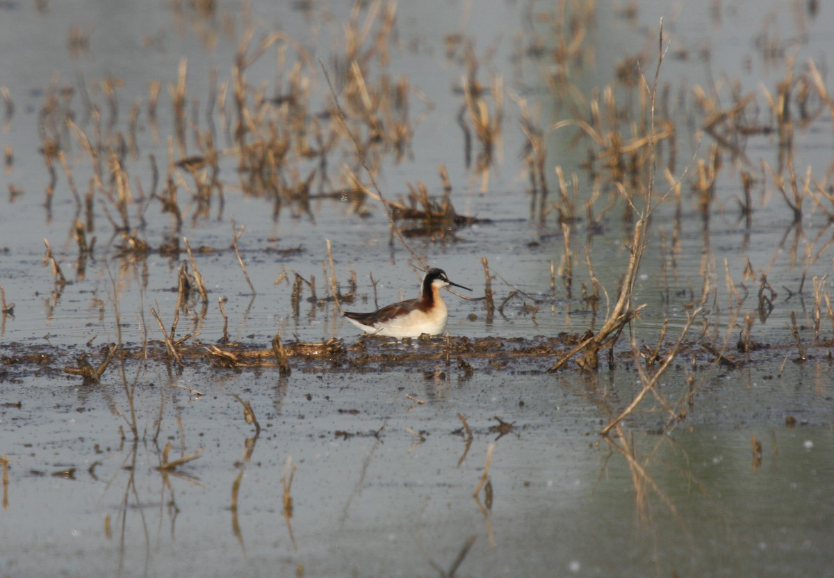 Wilson's Phalarope - ML609474628