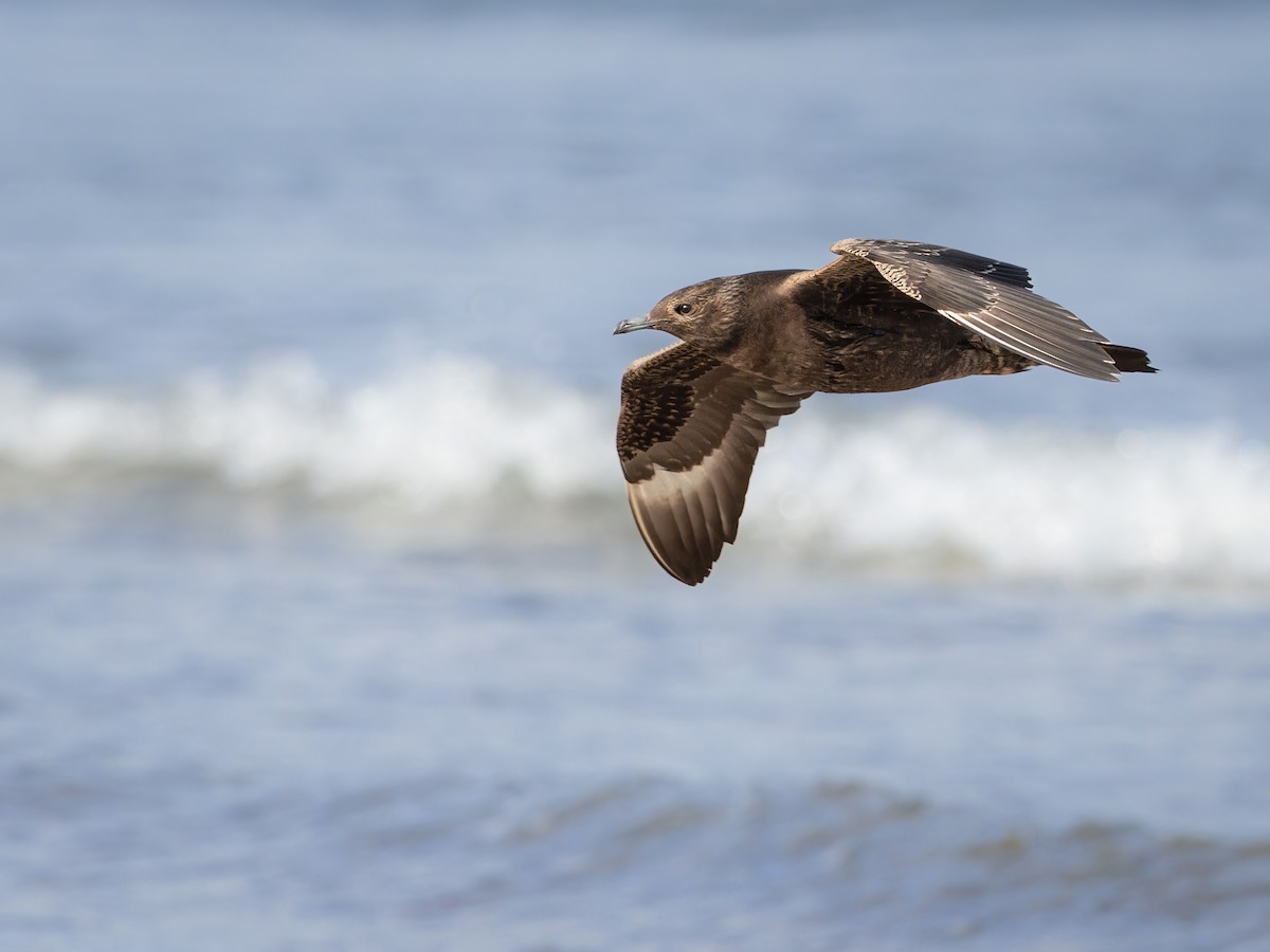 Korsanmartı - ML609474630