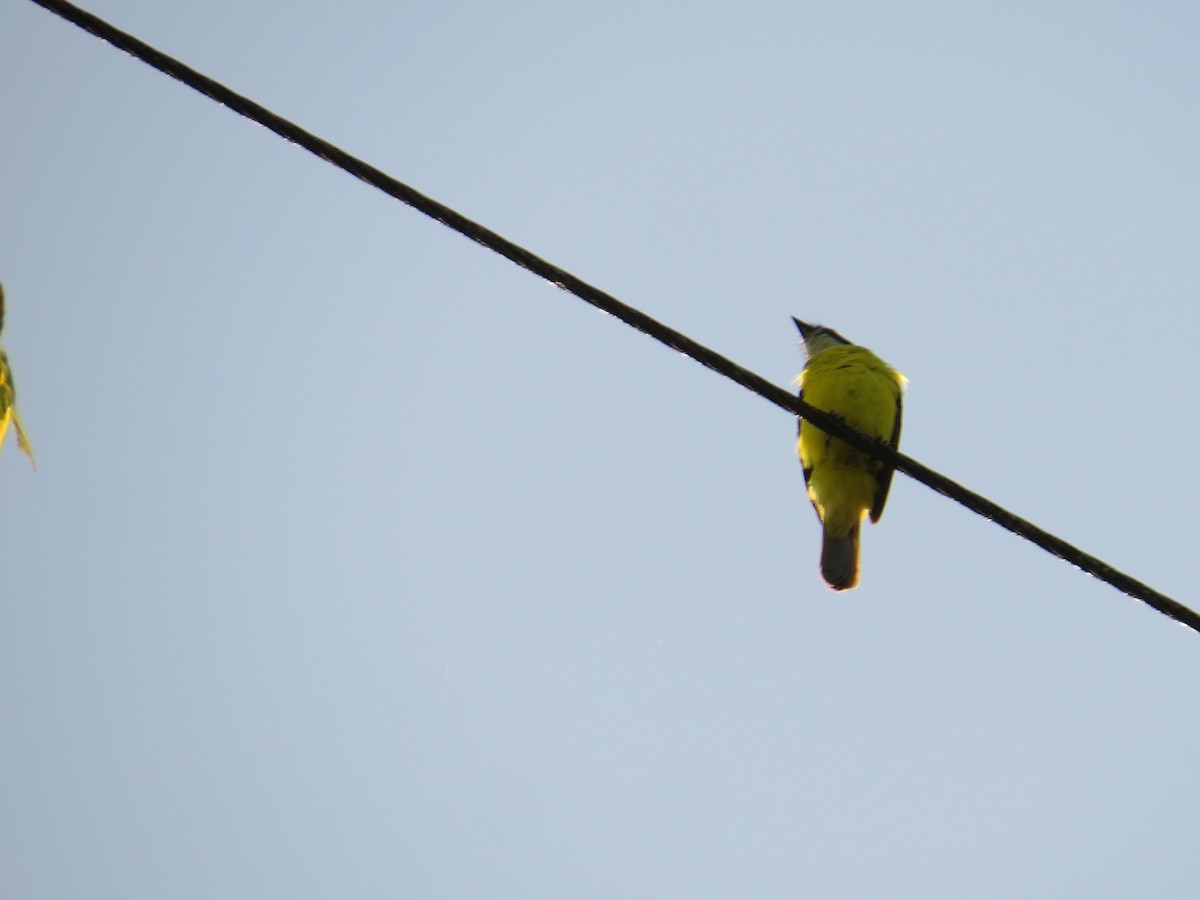 Golden-bellied Flycatcher - ML609474634