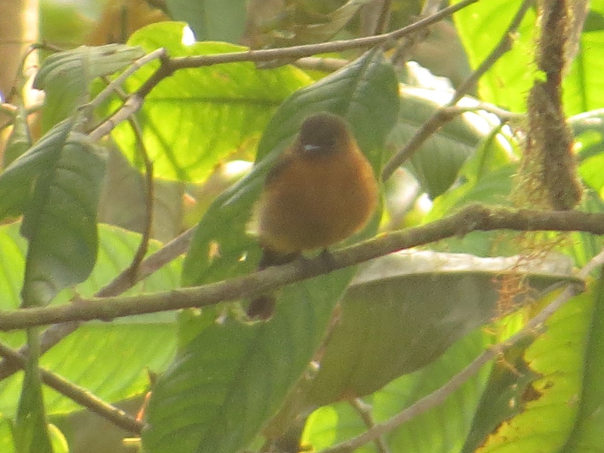 Cinnamon Flycatcher - ML609474647