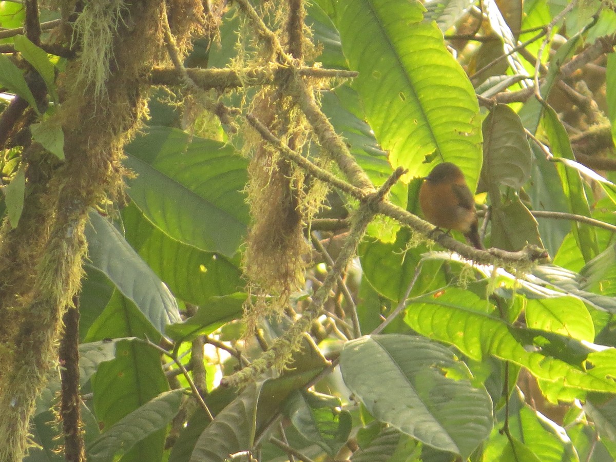 Cinnamon Flycatcher - ML609474648